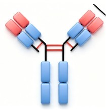 Antibody